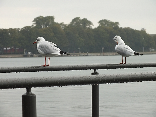 © R.Thiel
29.09.2012 16:27:22
Stralsund
Ostsee 2012
Ostsee-Fotos