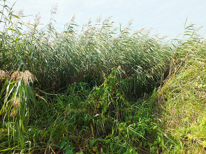 © R.Thiel
29.09.2012 11:43:09
Stralsund
Ostsee 2012
Ostsee-Fotos