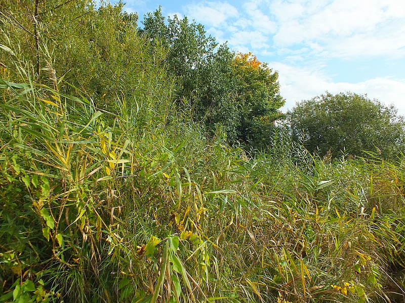 © R.Thiel
29.09.2012 11:43:48
Stralsund
Ostsee 2012
Ostsee-Fotos