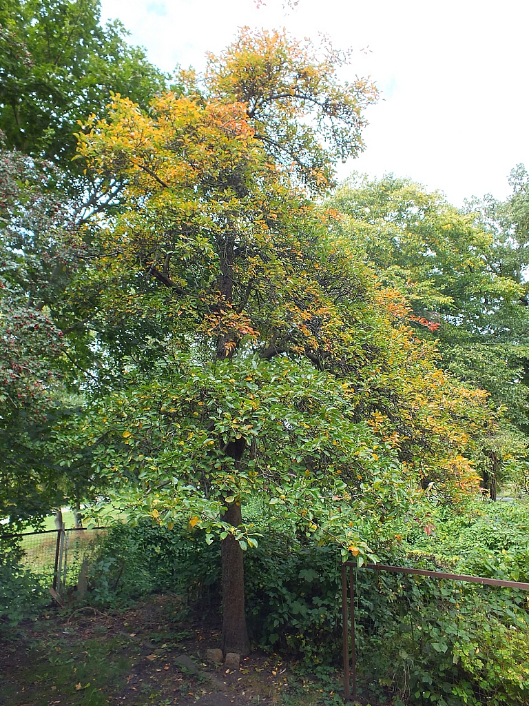 &copy; R.Thiel
29.09.2012 12:08:59
Stralsund
Ostsee 2012
Ostsee-Fotos