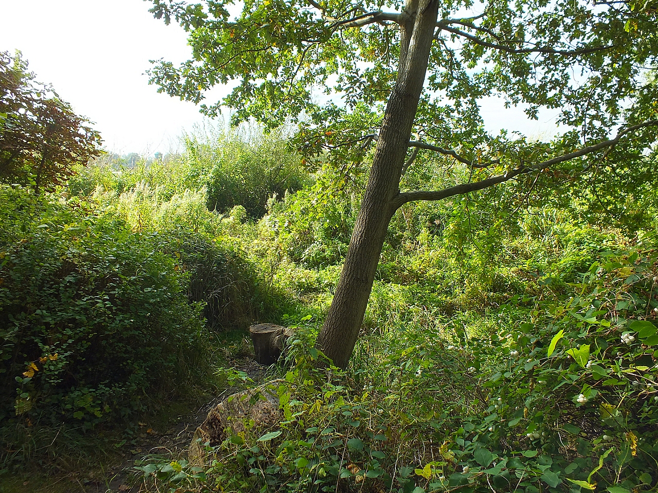 © R.Thiel
29.09.2012 11:45:03
Stralsund
Ostsee 2012
Ostsee-Fotos