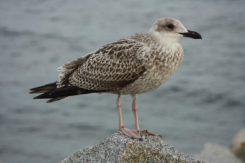 &copy; R.Thiel
18.08.2013 19:37:03
Sassnitz
Ostsee 2013
Ostsee-Fotos