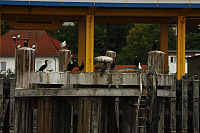 19.08.2013 11:43:50
Sassnitz
Ostsee 2013
Ostsee-Fotos